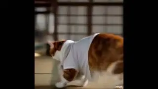 😼🔥 Cat on a Skateboard?! 伝説のスケボー猫現る！🏄&zwj;♂️🐾 #CatSkateboarding #Shorts #猫 #スケボー