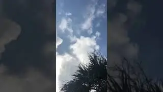 Fast Moving Clouds Palm Tree Tampa Bay St. Petersburg Florida February 12, 2019, North Shore Park