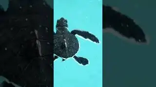 Cute Baby Sea Turtle Compilation