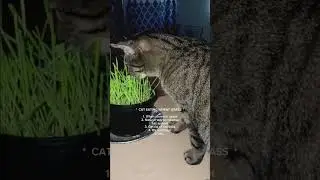 🐈Cat does a lot of strange things, natural instinct #viral #shorts @PinkJasmine2024