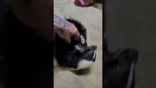 playing with momma skunk... pet skunk loves to play!