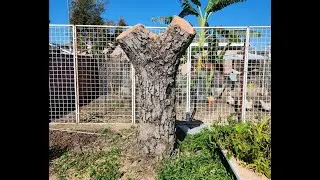 Avocado Tree Topwork -  50+ yrs. old