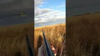 North Dakota pheasant hunting #OverUnderShotgun #Hunting #Pheasants #Shorts #Viral #UplandGame ￼