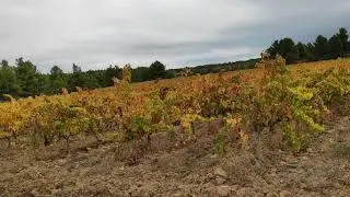 Labores de otoño, descompactar suelos, con cuidado
