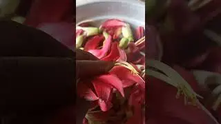 அகத்திப்பூ சுத்தம் செய்வது எப்படி/ agathipoo cleaning/ ஆரோக்கியம் தரும் அகத்தி பூ