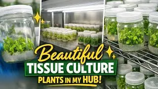 My hub is full of beautiful tissue culture plants. #plants #rareplants #tissueculture tis