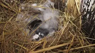Kolejne wykoty - Młode na sprzedaż - Hodowla królików