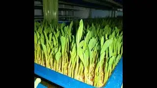 Potential market for small-scale hydroponic fodder units in India.