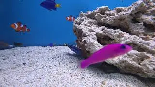 Clownfish & Blue Tang (Big Al's) - Tropical and Caribbean Vibes Music 