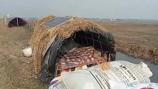 নাটোর চলনবিল সিংড়া উপজেলা চলন বিলের কিছু দৃশ্য