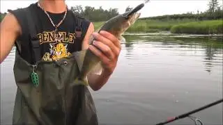 Fly fishing pike, goldeye and walleye