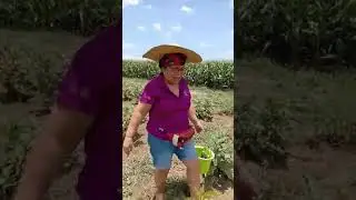 my Tita Aster harvesting eggplant in our farm..