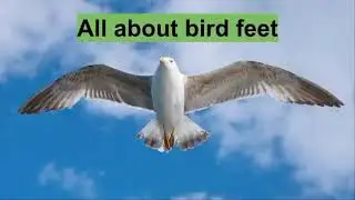All about Bird Feet!