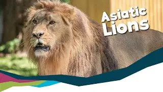 Keeper Talk - Asiatic Lions