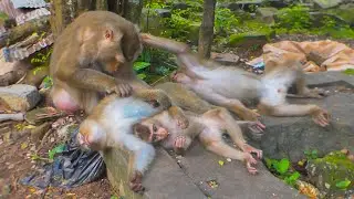 Observing diverse monkey family social dynamics & Lily, Rainbow, Leo, are joyful relaxing by Libby