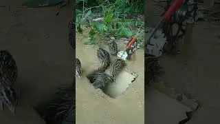 Amazing Creative Underground Bird Trap - Quail Trap #shorts