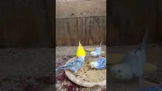 5 Reasons Birds not Breeding #ytshort #birds