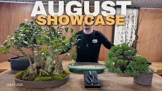 August Tree Showcase!