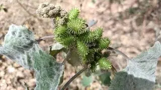 Siberian Cocklebur plant | Toxic/poison stay away