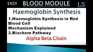 L5| Haemoglobin synthesis and structure | Bio chem pathway| Alpha Beta Chain| With proper diagram