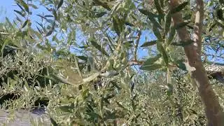 Swan Hill olive tree