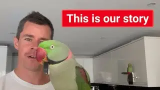 Alexandrine parrot and what to expect from him ? #alexandrianparrot #parrotvideos #parrotbehavior