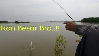Bukan Omon2..!! Info Spot Mancing Bandeng Besar Dan Belanak Besar