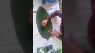 Folha da bananeira de eva