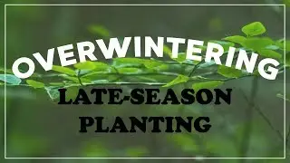 Late-Season Planting for Pollinators
