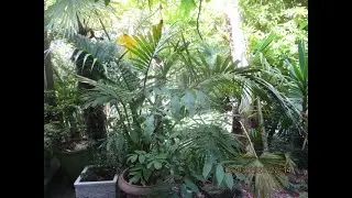 Kentia palm grows best in nearly Frost free regions