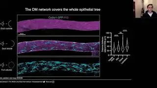 Uncovering Mammary Gland-Resident Macrophages by 3D and Intravital Imaging