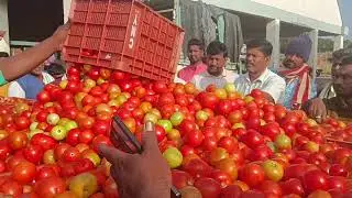 Tomato Chintamani🍅😍🍅13Jan'26