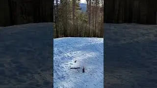 Bernese mountain dog chases jolly ball
