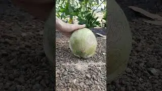 very good young coconuts fruit cutting,  green coconut cutting very easy #shortvideo #coconut