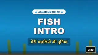 मेरी मछलियों की दुनिया 🐠 | Fish Introduction each members  | Aquarium Fish Guide in Hindi