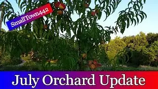 Orchard Update July 2017
