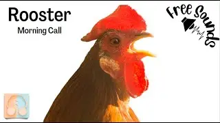 Rooster Morning Call