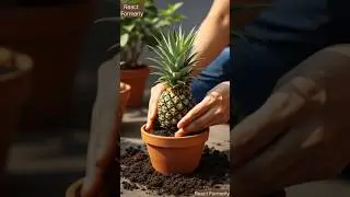 How to Grow Pineapple: at Home: Using Simple Techniques #pineapple #planting #growing #fruits