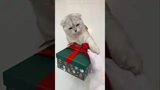 Подарков никогда не бывает много&hellip;