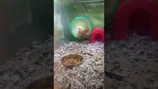 Pet store visit