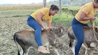 Cow riding training | cow sitting girl 😍