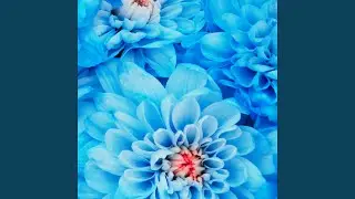 Blue Bloom