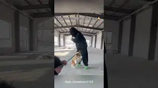 Dogs are the best protectors #dog#funny#funnyanimals#funnypets#animals&nbsp;#dogsofttiktok&nbsp;#pet&nbsp;#foryou