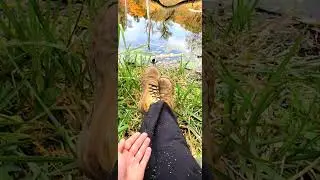 Friendly black capped chickadee flying from my shoe to hand and back 16.10.2022 Canada shorts