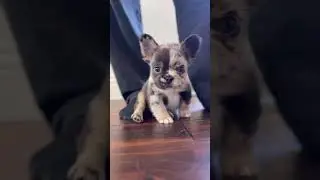 #frenchbulldog #music #puppy #frenchiefamous #frenchie #cute