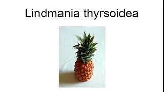 Lindmania Thyrsoidea