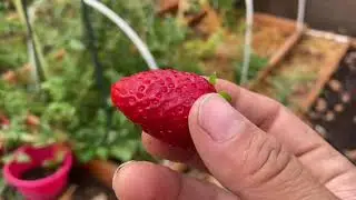 September 2020 Garden Tour