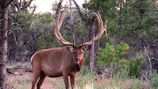 Arizona Elk, Antelope and Mule Deer- High Point Outfitters