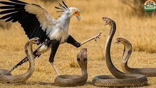 Ultimate Predators: When the Secretary Bird Attacks the Deadliest Snakes | Nature Animal Documentary