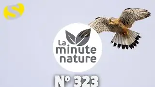 LE FAUCON DE L'ESPOIR (No 323)